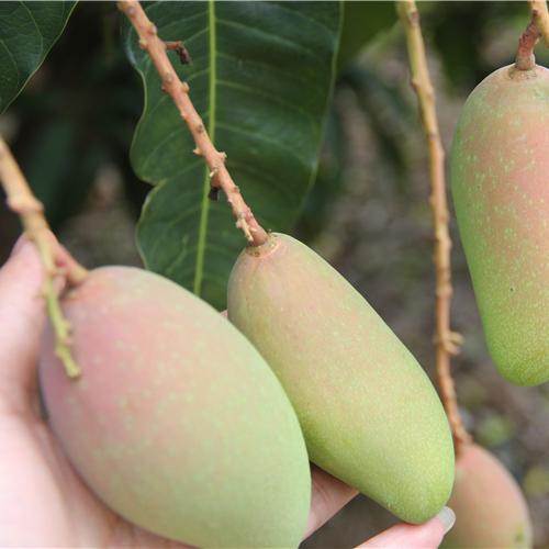 清明前后 这六种水果可以让你越吃越好看 越吃越健康