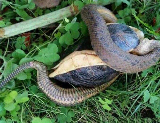 ▲蛇捕捉到乌龟本想饱餐一顿, 可乌龟的反击让人眼睛一亮