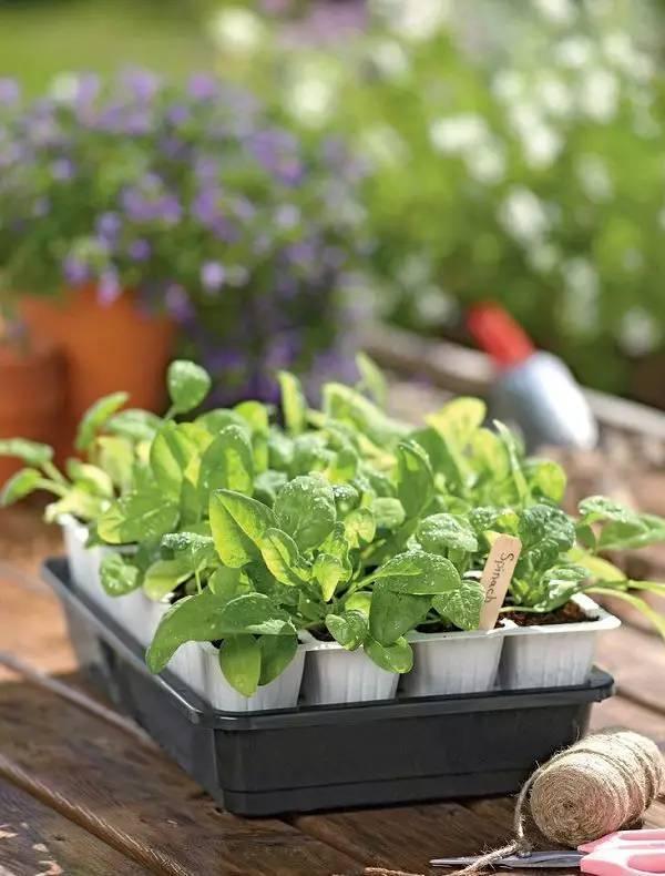 吃剩下的香蕉皮用来养花的7大好处, 盆栽都不用买肥料了