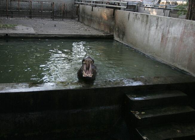 动物园老虎饿成皮包骨, 大象被上锁, 女友: 地狱!