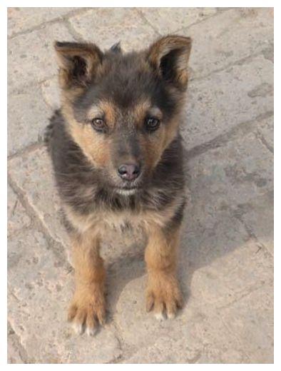 男子16年后回老家, 一只老狗让他哑口无言!