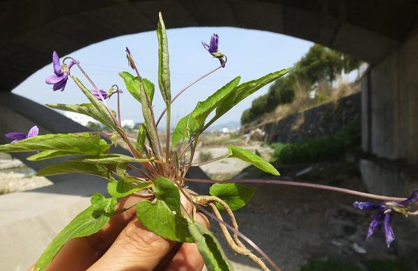 紫花地丁多年生草本,生于田间,荒地,山坡草丛,林缘或灌丛中.