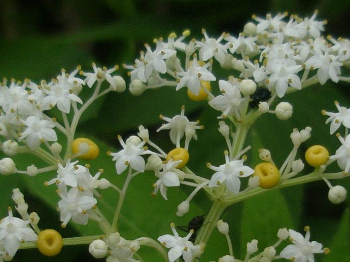 馆长图书110 馆藏分类这种中药材就是接骨草,也叫:陆英,蒴藋等;这种