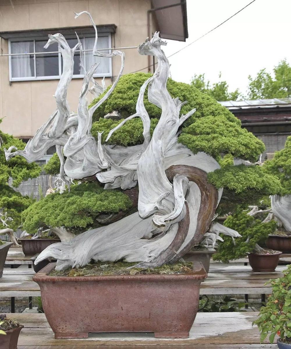 你知道盆景都经历过哪些残酷的折磨么? 捆绑和刀劈都用上了
