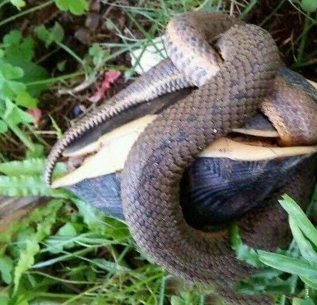 ▲蛇捕捉到乌龟本想饱餐一顿, 可乌龟的反击让人眼睛一亮