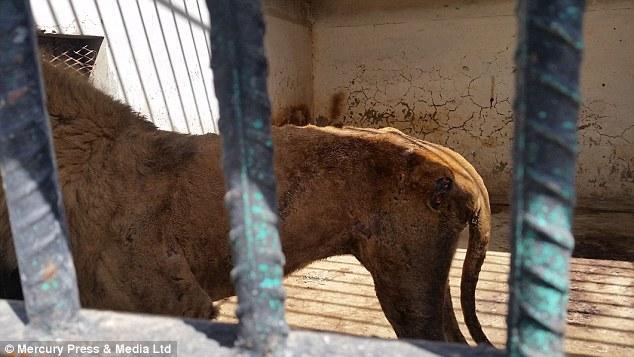 动物园惨遭遗弃, 饥饿的猛兽互相残杀, 场面让人心酸!