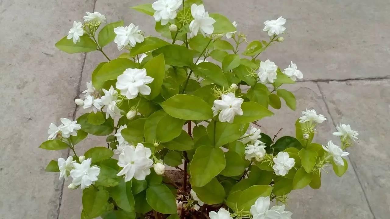 茉莉花什么时候开花？ 茉莉花什么时候开花几点钟开