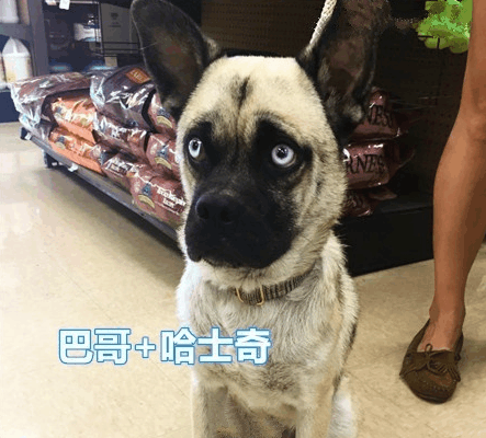 和哈士奇混血的狗都摆脱不了傻的气息, 哈士奇和柯基混血亮了!
