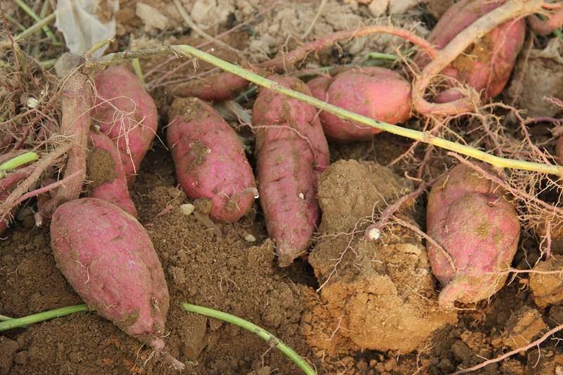 低热低脂的食物很多, 为什么偏偏红薯号称冬天减肥食材之王?