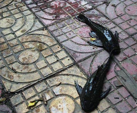 男子清理臭水塘 结果清出一堆这种鱼 老板却说全部活埋