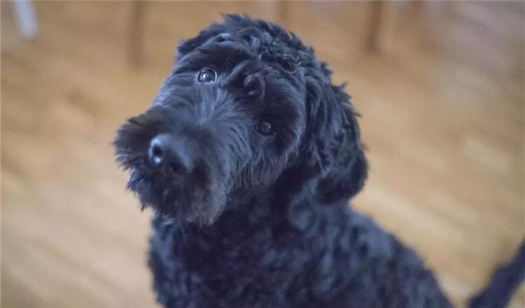 狗狗在户外便便的时候盯着主人看的3个原因, 你知道哪一个?