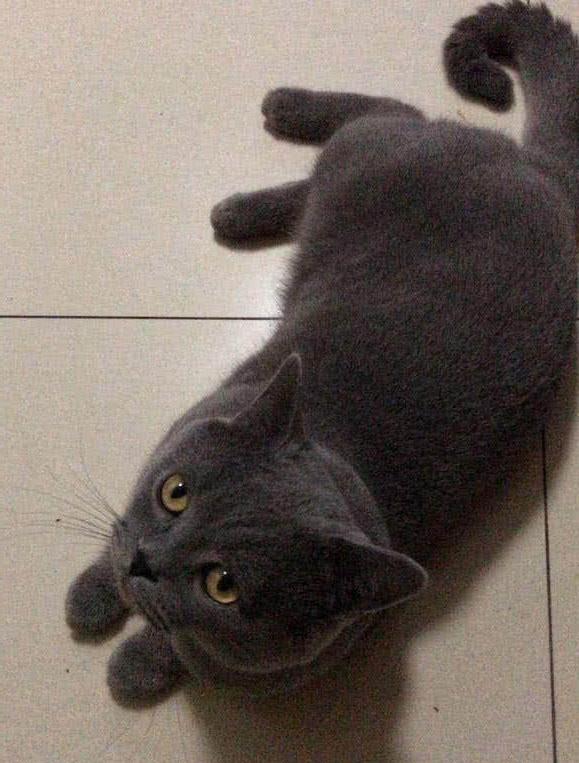男子花了5千买了只猫咪, 5天后却免费送人, 得知原因后没人敢要
