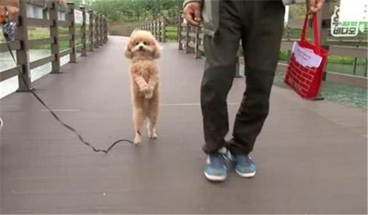 狗狗直立行走看着很可爱? 其实对狗狗伤害很大!