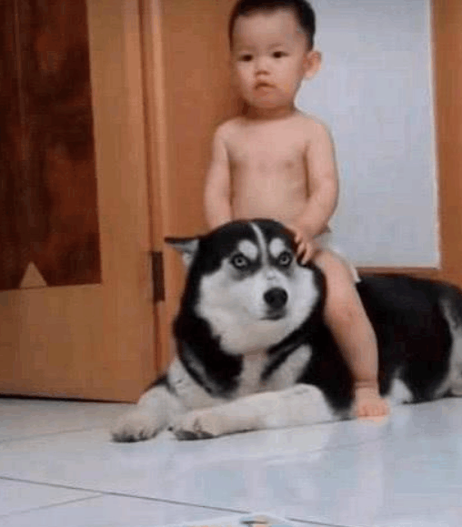 网友让哈士奇照顾小主人, 结果几天后, 笑喷了