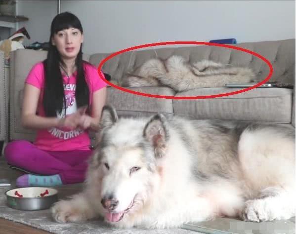 女主人分享和狗狗的日常照片, 眼尖的网友发现异样, 引来众人责骂