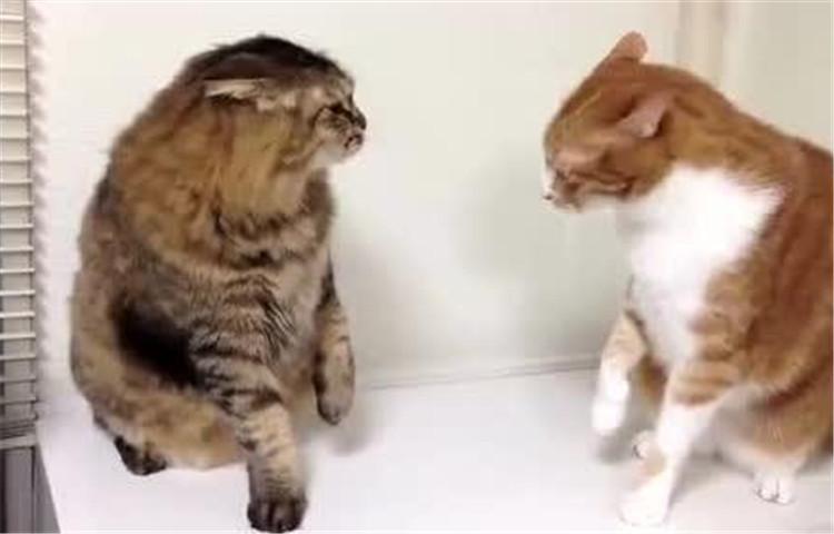 为什么猫咪会有攻击性, 可能是因为这七点原因