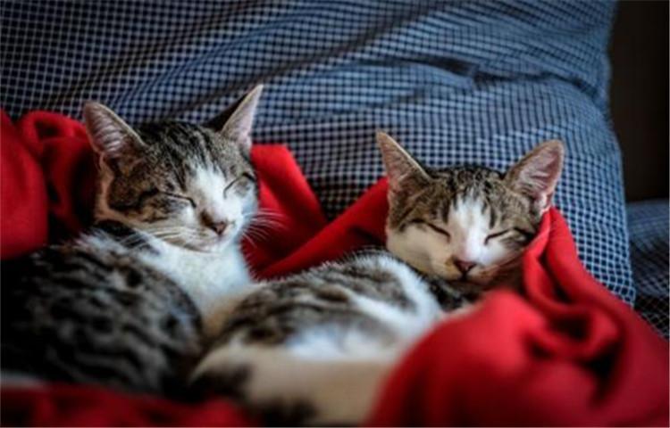 领养流浪猫不是玩玩而已, 这4点要求你知道吗?