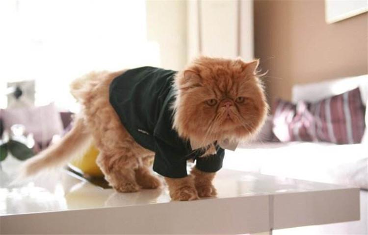 你了解猫咪的小心思吗, 小心这7件事会让它不开心哦