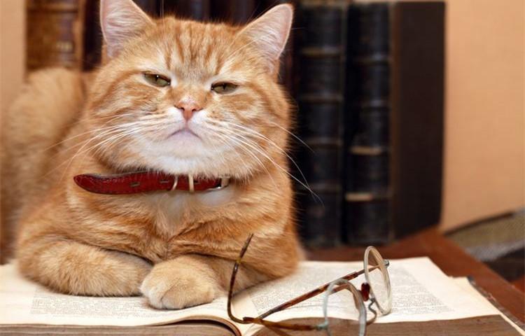 养猫省钱小攻略, 学会这4点不再吃土