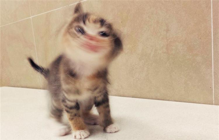 学会这八招, 让你的猫帮你称霸朋友圈