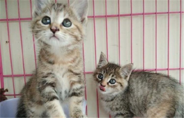 养猫需谨慎, 亲密之余要谨防“猫抓病”