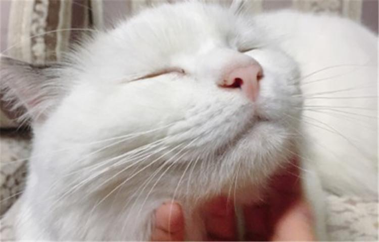 养猫需谨慎, 亲密之余要谨防“猫抓病”