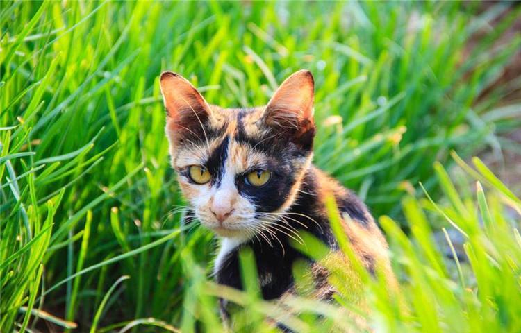 猫咪最爱的4种食物, 你知道几种?