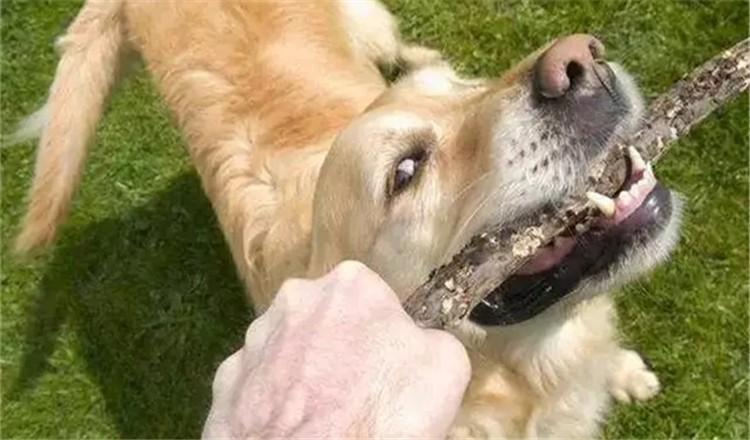 在路上被狗狗追了? 这4点先记好