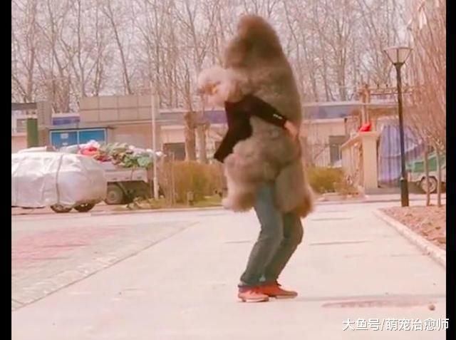 巨型贵宾看到主人回来后, 又蹦又跳的求抱抱, 真怕会闪了腰呀!