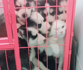 猫咪不听话, 于是主人把它和小二哈关在一起, 结果猫咪抑郁了