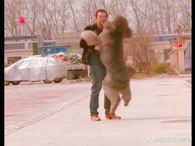 巨型贵宾看到主人回来后, 又蹦又跳的求抱抱, 真怕会闪了腰呀!