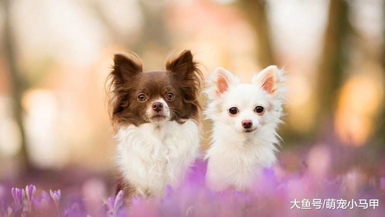 双十一之际, 家长们是否为狗狗疯狂花钱?