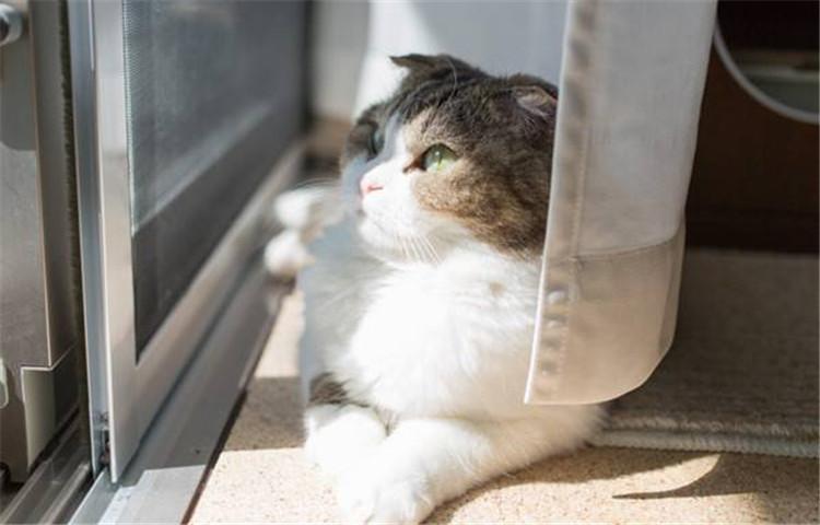 猫咪冬季保养小合集, 这6点你知道吗?