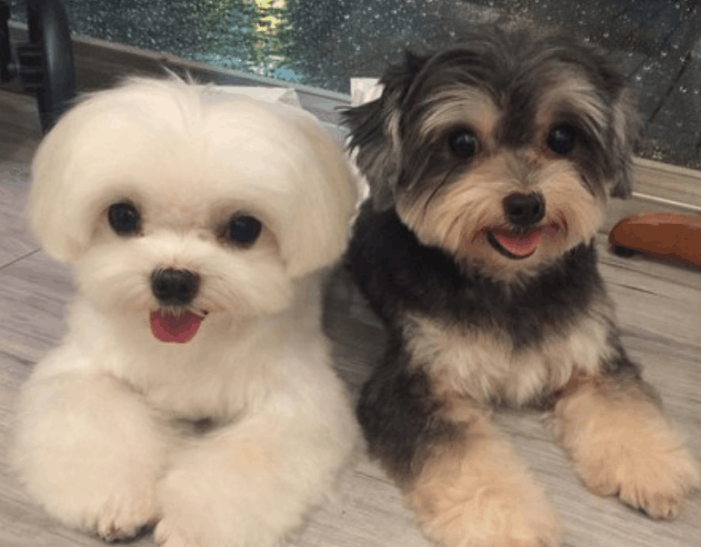 为迎接万圣节, 主人把爱犬打扮成“修女”, 网友萌翻: 好害怕!