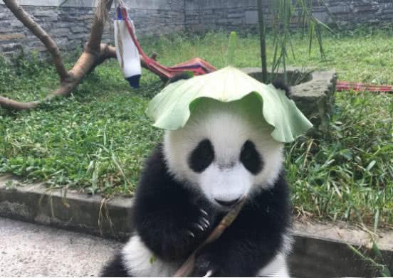 大熊猫为了防晒, 自制绿帽子戴头上, 接下来的一幕让人笑喷