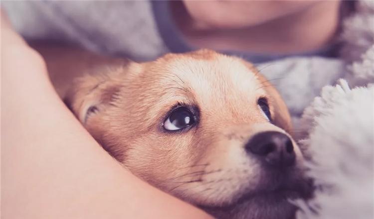 狗狗这么可爱, 给它做绝育是不是很残忍?