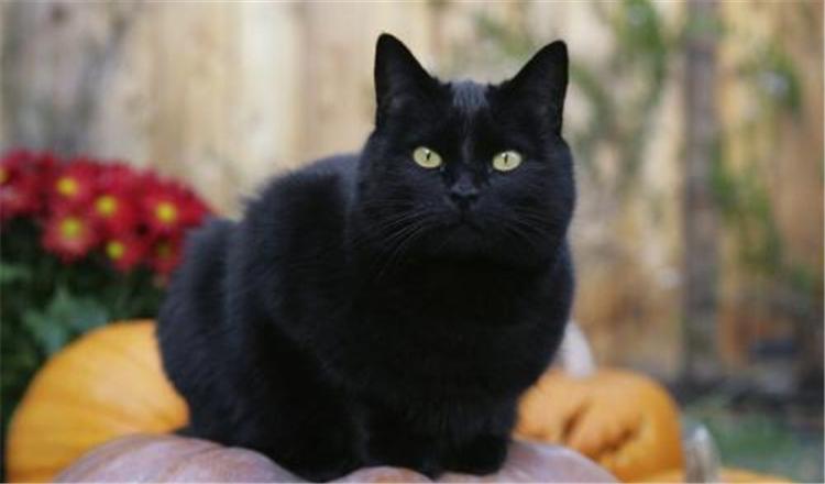 从猫咪的花色看性格, 这5种花色的猫咪你了解吗?