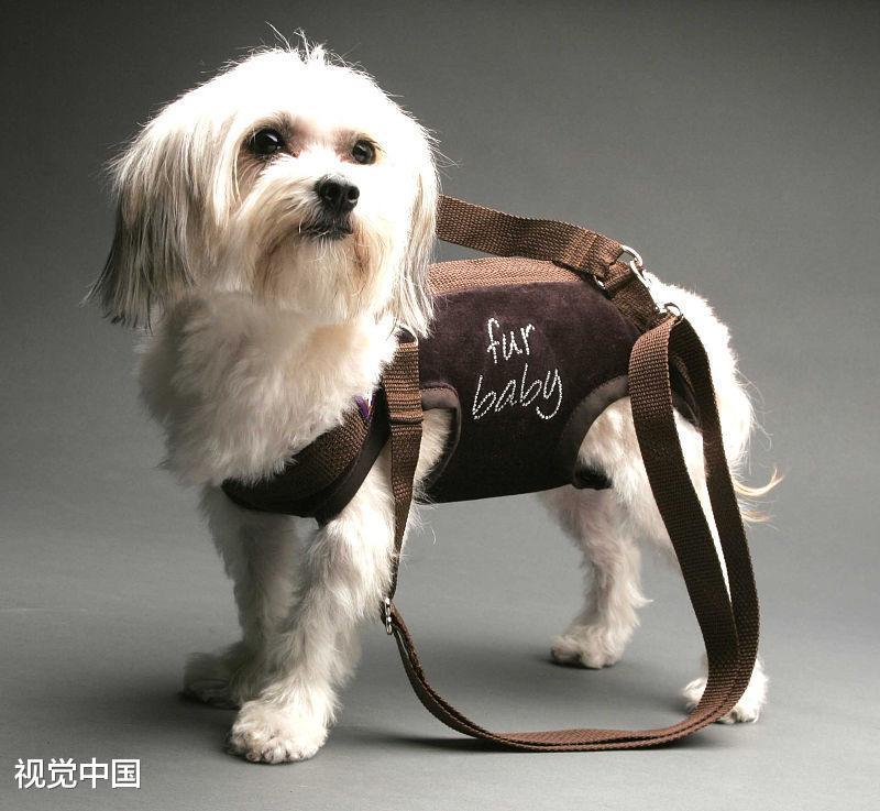 如何让狗狗健康过冬? 铲屎官须知!