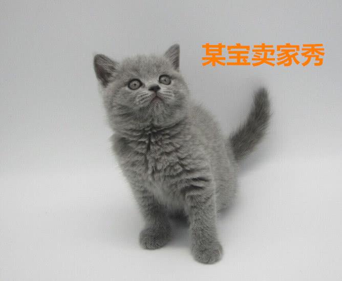 男子网购1只蓝猫, 3个月后怒骂商家: 长成这样, 你叫我怎么吸!