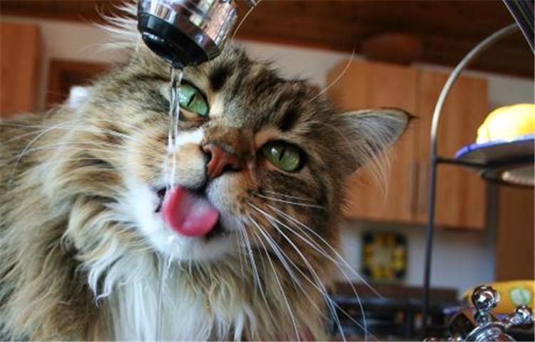 猫咪不爱喝水怎么办, 这四招你有没有试过?