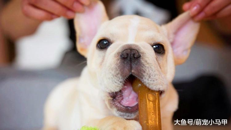 双十一之际, 家长们是否为狗狗疯狂花钱?