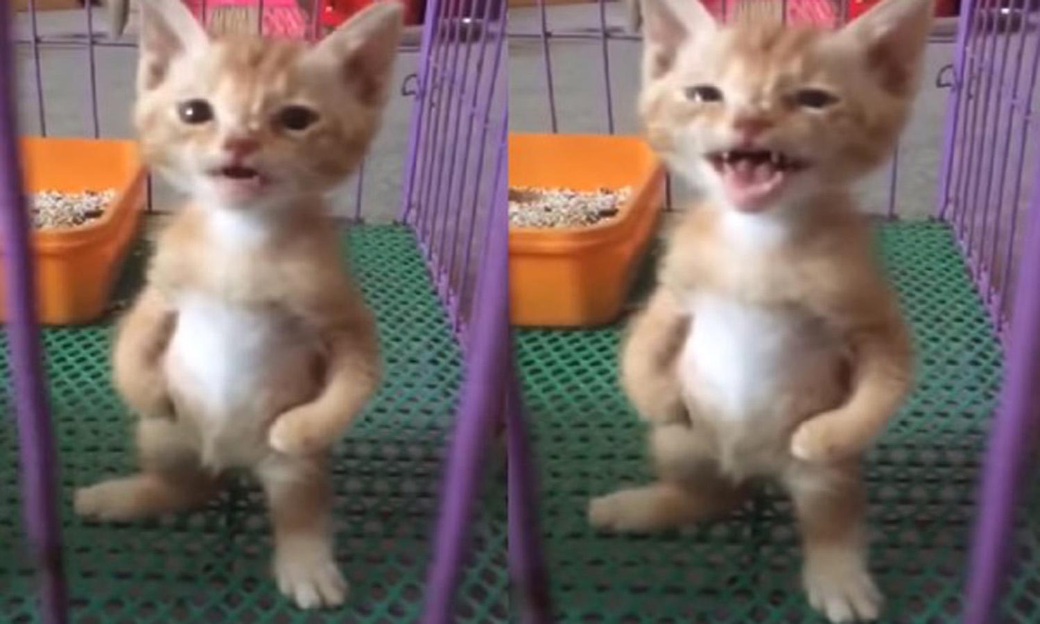 小奶猫生气时, 直接两脚站立, 双手插腰挺肚肚, 模样萌翻众多网友