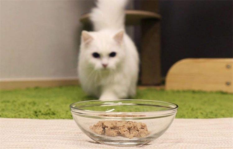 猫咪冬季保养小合集, 这6点你知道吗?