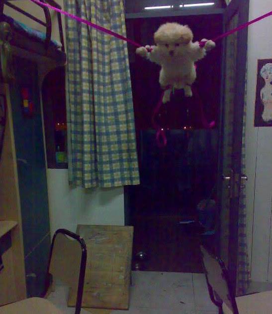 流浪狗被人带回宿舍, 将四肢捆绑, 画面引发众人愤怒!