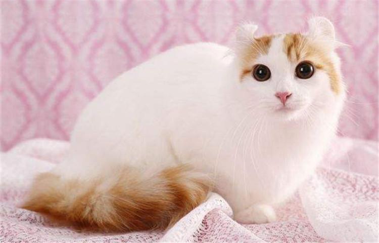 猫咪智商十大排行榜, 快来看看有你的主子吗