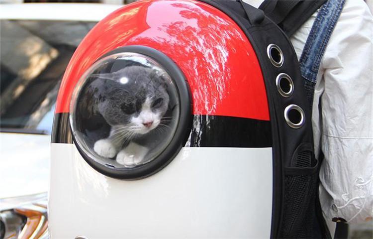 猫咪冬季保养小合集, 这6点你知道吗?