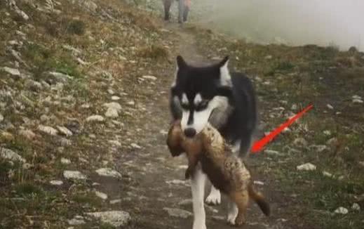 二哈进山后一夜未归, 主人次日在山下笑喷, 网友: 忘记自己是狗了