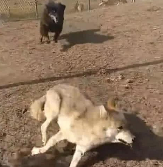 凶猛的藏獒遇到狼群, 二话不说直接冲上去, 结局却让人傻眼!