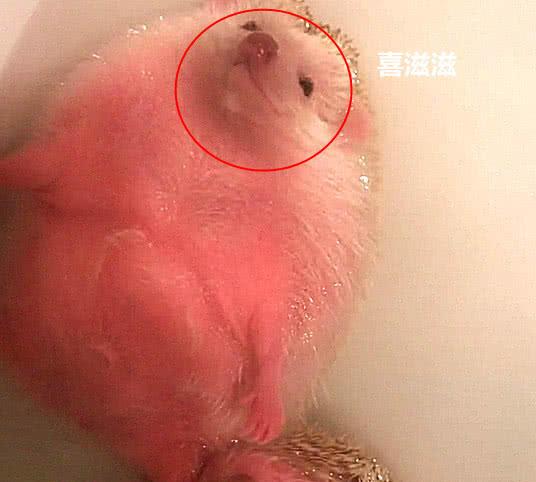 刺猬洗澡因胆小不敢下水, 主人再次进来时, 被眼前的画面萌化了