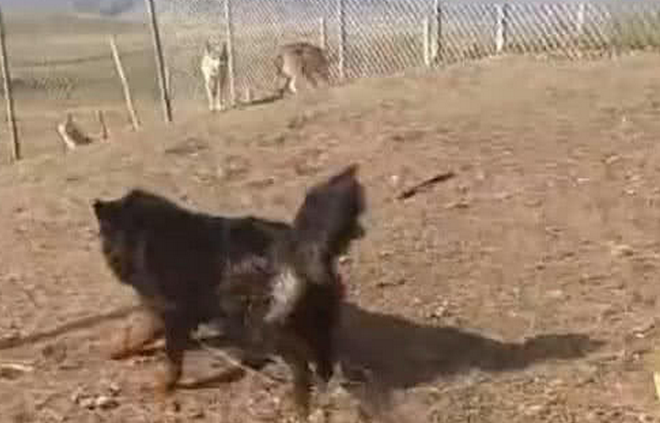 凶猛的藏獒遇到狼群, 二话不说直接冲上去, 结局却让人傻眼!